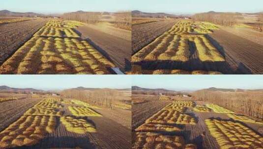 东北秋天铺满玉米的大地村庄高清在线视频素材下载