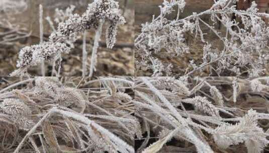 植物上的霜视频合集高清在线视频素材下载