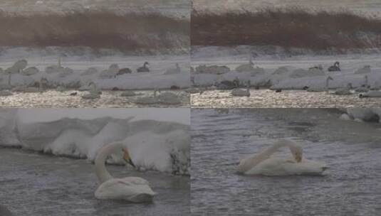 大雪中的天鹅合集高清在线视频素材下载