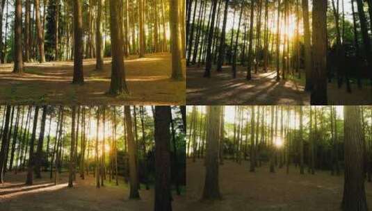 森林光影实拍延时高清在线视频素材下载