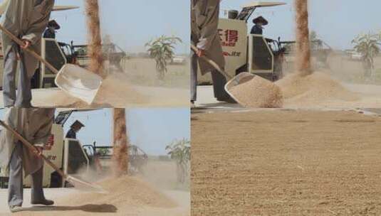 农民丰收晒小麦高清在线视频素材下载