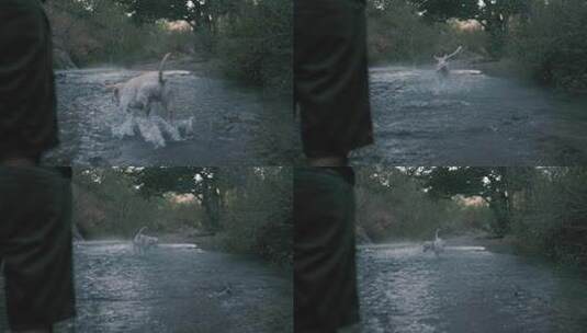 水上嬉戏的猎犬白狗高清在线视频素材下载