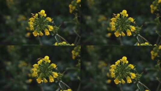 唯美油菜花特写高清在线视频素材下载