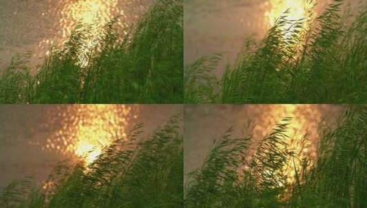 夕阳下河边生长的燕麦高清在线视频素材下载