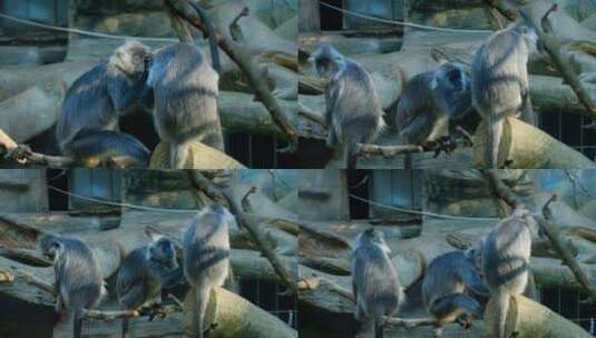 动物园猴子灰叶猴高清在线视频素材下载