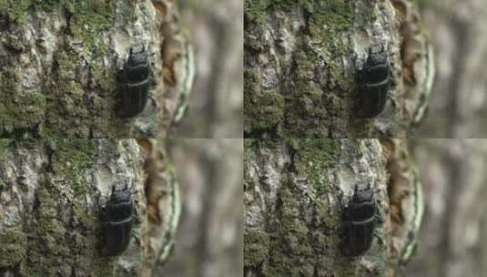 甲壳虫 爬行动物 昆虫高清在线视频素材下载