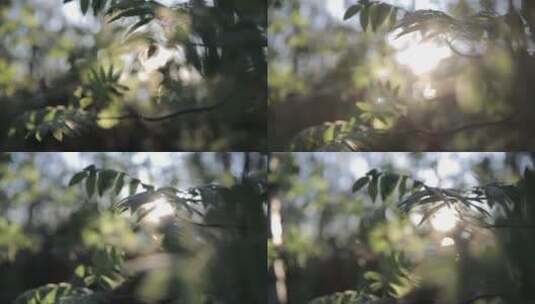 阳光树叶树叶阳光阳光树叶树叶阳光树叶阳光高清在线视频素材下载