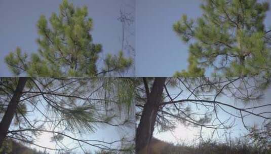 天空与绿色的松树木高清在线视频素材下载