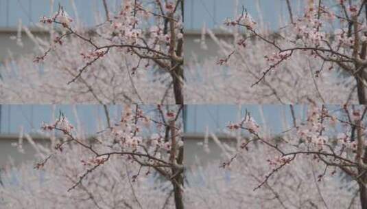 春天在微风中盛开的杏花高清在线视频素材下载