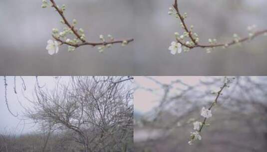 梨花梨树高清在线视频素材下载