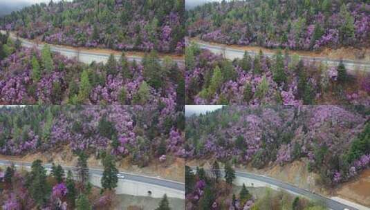 云南香格里拉夏季花卉 高山杜鹃群高清在线视频素材下载