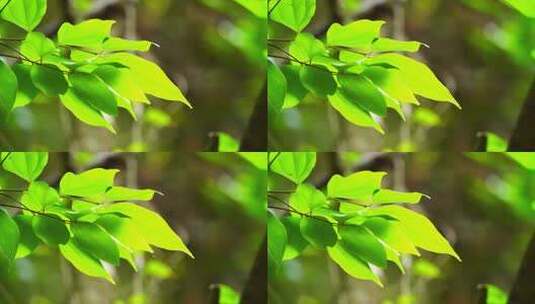 山林阳光树叶绿叶植物生长高清在线视频素材下载