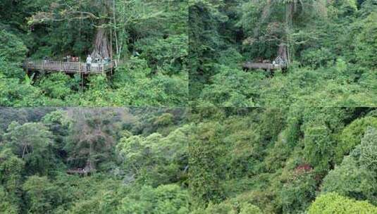 海南尖峰岭热带植物园独木成林高清在线视频素材下载