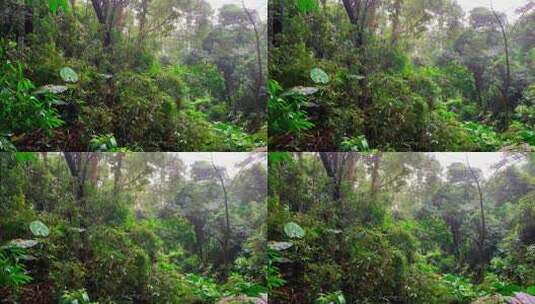 下雨登山山林植物镜头高清在线视频素材下载