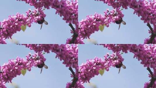 蜜蜂在粉色紫荆花枝上采蜜高清在线视频素材下载