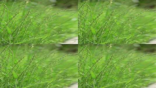 4K竖屏植物素材小清新野草高清在线视频素材下载