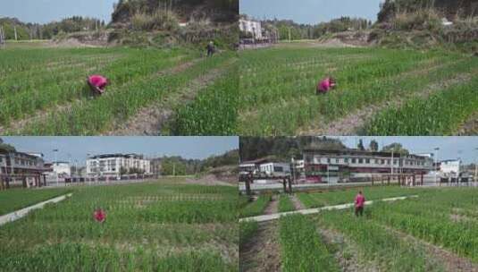 高清航拍乡村农田稻田农村山水风光自然风景高清在线视频素材下载