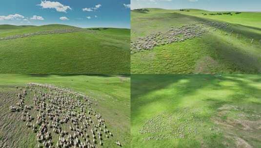 呼伦贝尔草原羊群航拍高清在线视频素材下载
