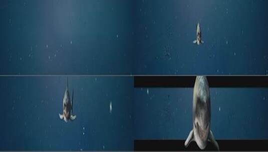 三维海底世界鲨鱼冲屏幕高清在线视频素材下载