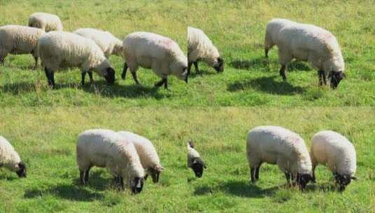 草地上的羊群高清在线视频素材下载