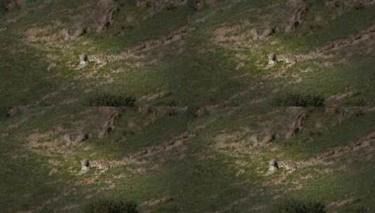 高清实拍青海野生动物雪豹高清在线视频素材下载
