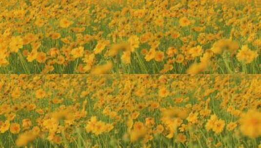 夏日阳光穿透花草手拂花朵高清在线视频素材下载