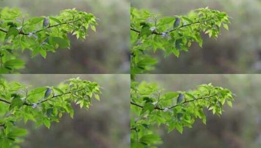 夏日唯美下雨天的树枝高清在线视频素材下载