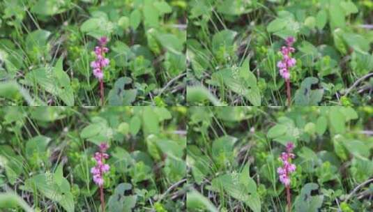 野生药用植物：红花鹿蹄草高清在线视频素材下载