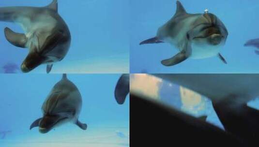 水下海豚正面大特写高清在线视频素材下载