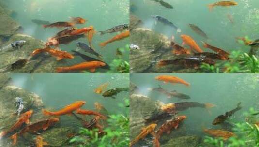 清澈的河水里一群鱼高清在线视频素材下载