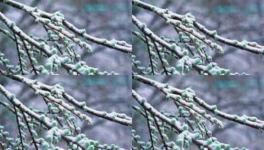 4K树枝上挂满雪花空镜意境实拍视频高清在线视频素材下载