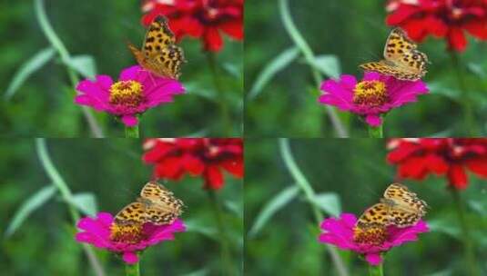 特写花朵上的蝴蝶、蝴蝶采花粉高清在线视频素材下载