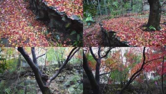 原创拍摄花朵洒满遍地绿水青山大自然枫叶高清在线视频素材下载