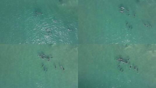 海豚在移动的海浪中游泳的鸟瞰图高清在线视频素材下载