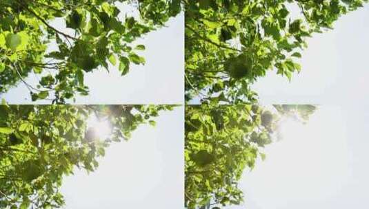阳光透过树叶升格高清素材高清在线视频素材下载