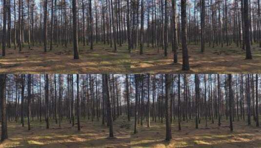 松树林秋色光影高清在线视频素材下载