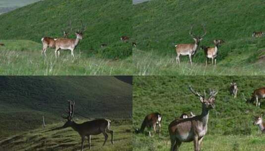 4K拍摄马鹿马鹿群吃草、奔跑高清在线视频素材下载