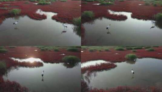 辽宁盘锦红海滩湿地生态绿水青山色彩丹顶鹤高清在线视频素材下载