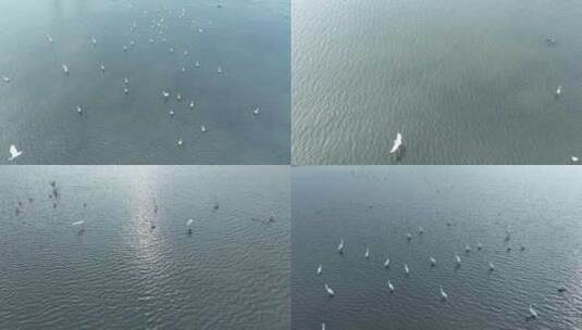 湖泊飞鸟白鹭沼泽湿地干枯的湖泊湖面鸟群飞高清在线视频素材下载