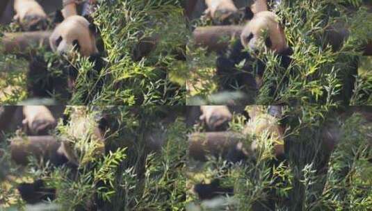 杭州动物园大熊猫春生吃竹子8K实拍高清在线视频素材下载