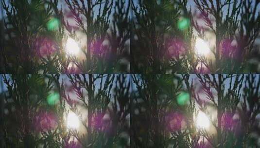 逆光 光斑 植物高清在线视频素材下载