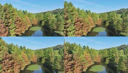 秋天色彩鲜艳的南京燕雀湖水杉林秋景航拍高清在线视频素材下载