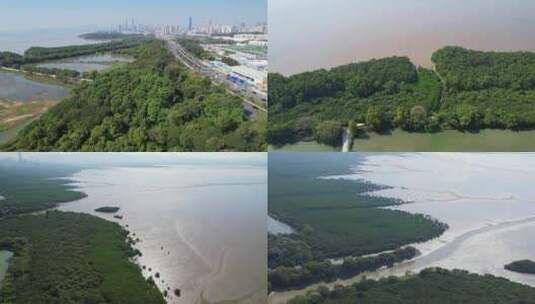 深圳红树林高清在线视频素材下载
