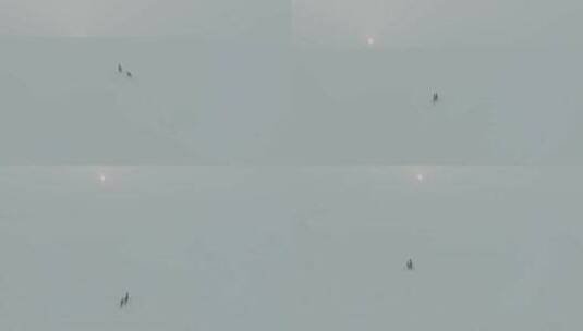 冬季雪原中的两只狍子矮鹿高清在线视频素材下载