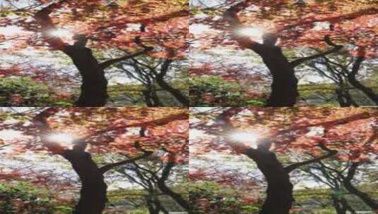 杭州九溪秋天唯美红叶红枫光影竖屏高清在线视频素材下载