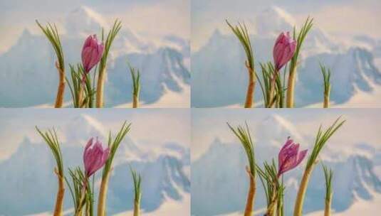 中药材藏红花植物生长花开延时摄影高清在线视频素材下载