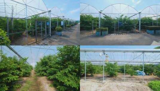 温室大棚果园杨桃树果树种植高清在线视频素材下载