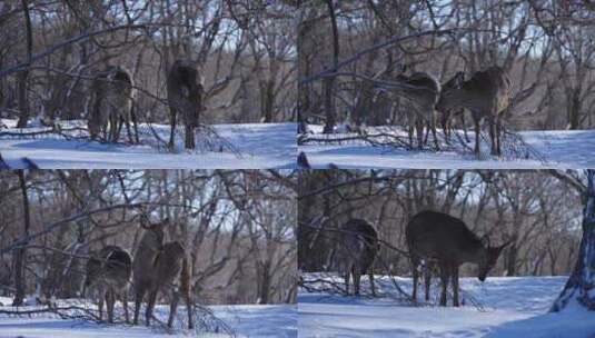 寒冷冬天野生动物梅花鹿在雪中吃食物奔跑高清在线视频素材下载