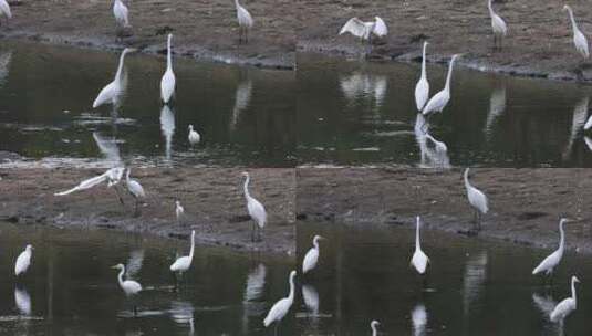 池塘、湿地里的大群白鹭高清在线视频素材下载