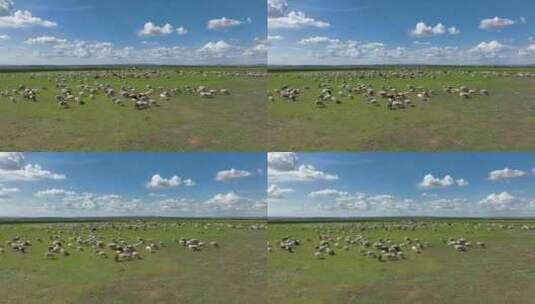 呼伦贝尔草原风光羊群1194高清在线视频素材下载